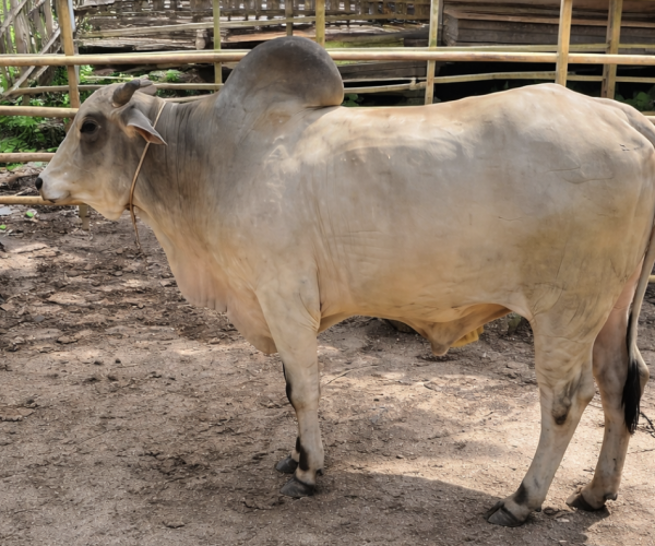 Lembu Hidup Local 1 Ekor Gred A++ (450kg ++)