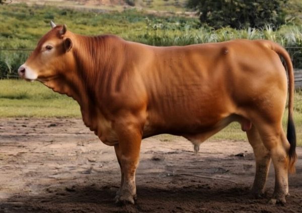 Lembu Hidup Local 1 Ekor Gred A+ (~430kg)