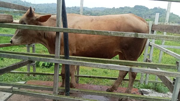 Lembu Hidup Local 1 Ekor Gred A (~290kg)