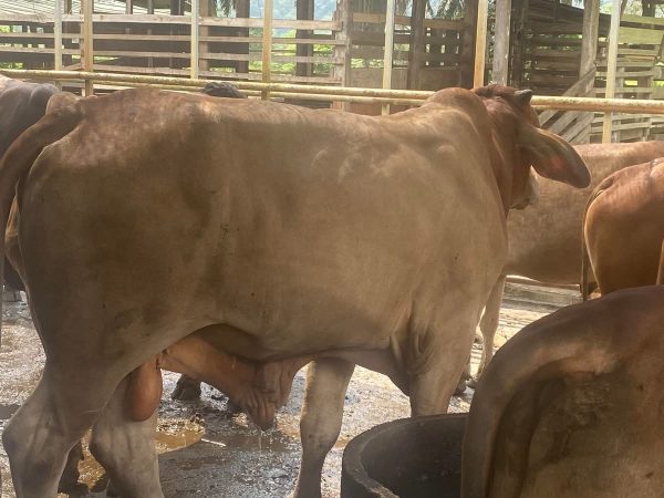 Lembu Hidup Local 1 Ekor Gred B (~250kg)
