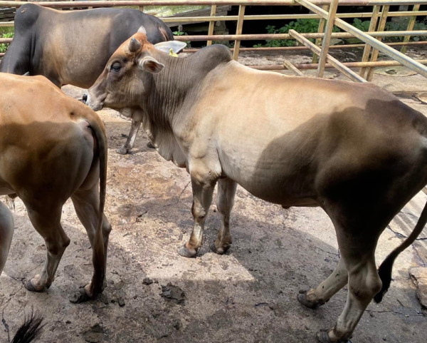 Lembu Hidup Local 1 Ekor Gred C (~200kg)